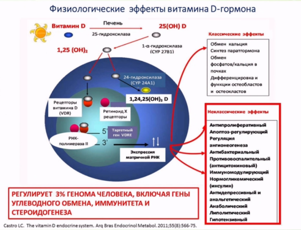 физиологические эффекты витамина D гормона